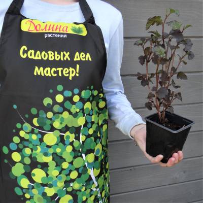 Саженцы Пузыреплодник Краснолистный Дьябло, С2 оптом.