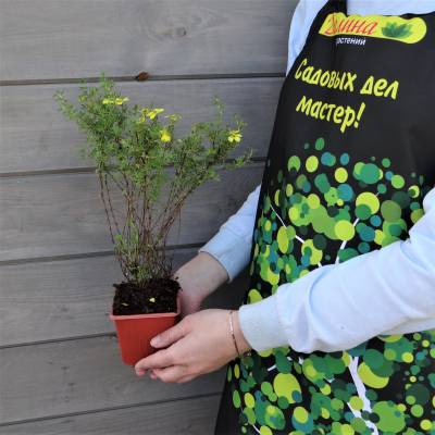 Лапчатка кустарниковая Белла Линдси