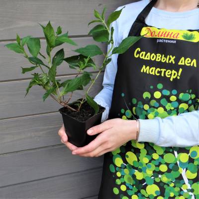 Гортензия метельчатая Граффити