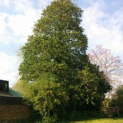 Ольха сердцелистная, С3