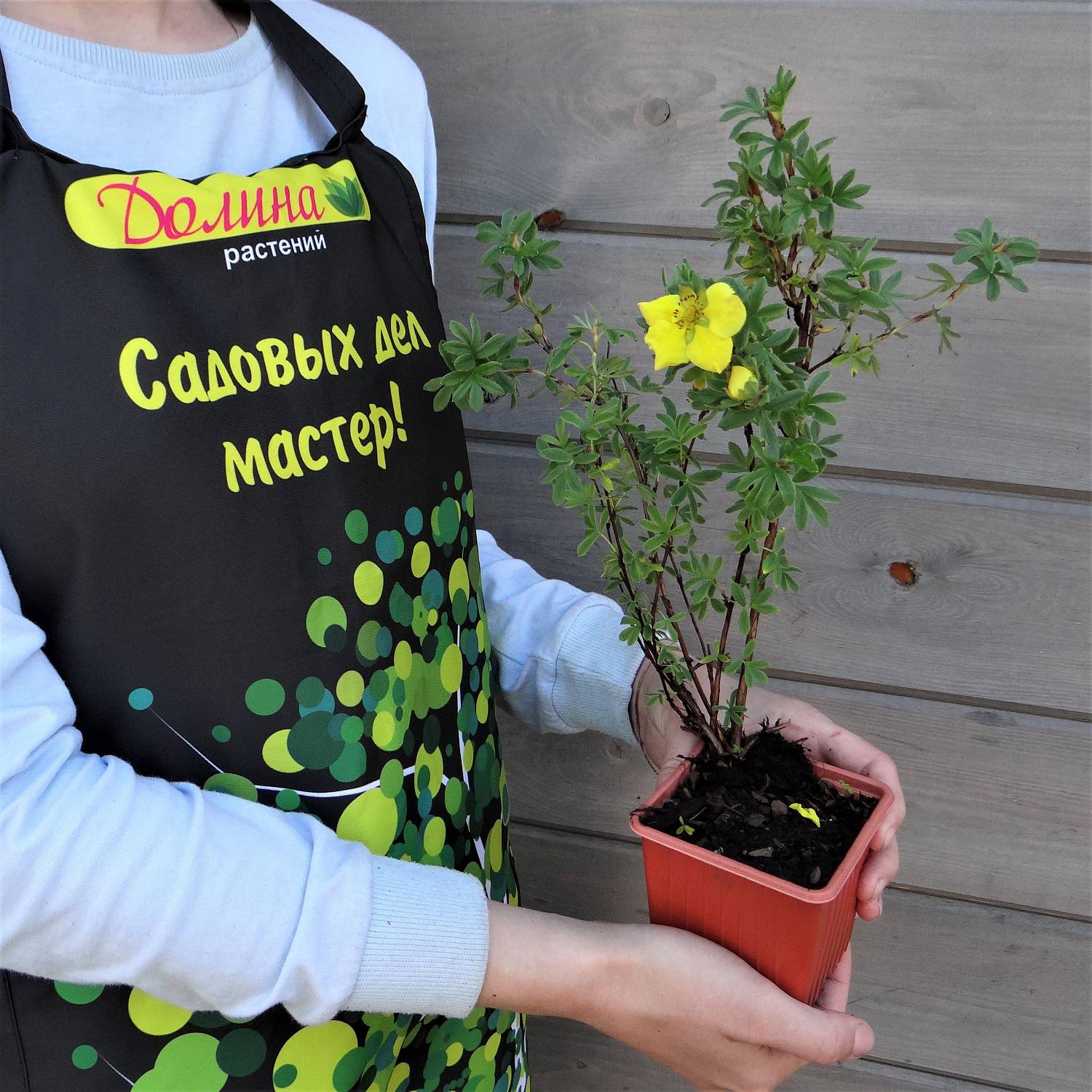 Лапчатка кустарниковая Голдтеппич