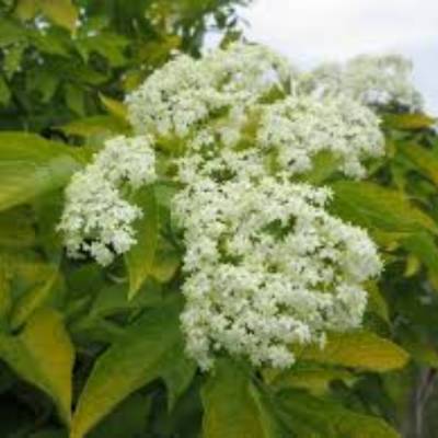 Бузина чёрная Ауреа, С3