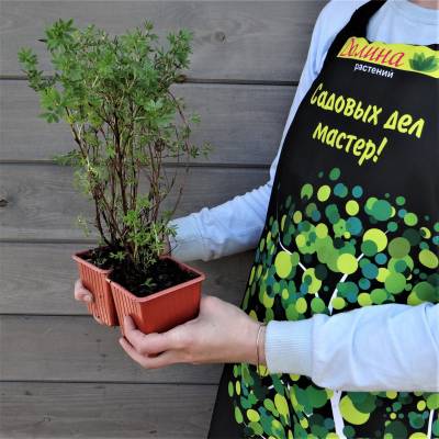 Саженцы Лапчатка кустарниковая Маккейс Уайт оптом.