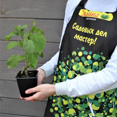 Гортензия древовидная Аннабель