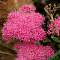 Спирея густоцветковая, С2