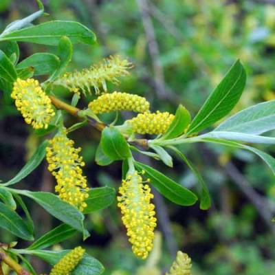 Ива ломкая, С3