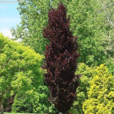 Бук Атропуницея, С5 (60-80 см)