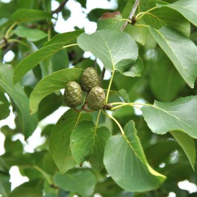 Ольха сердцелистная, С3