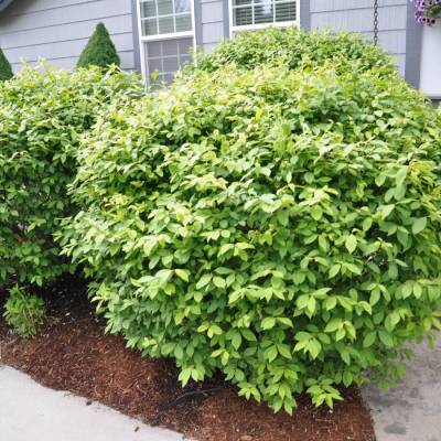 Бересклет крылатый Компактус, С3