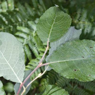 Ива козья, С3