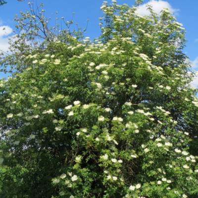 Бузина чёрная, С3