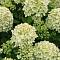 Гортензия метельчатая Литл Пассион