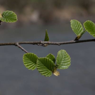 Ольха серая, С3