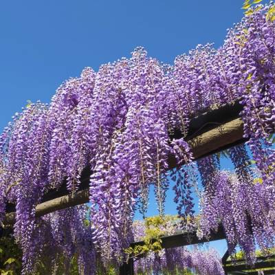 Глициния китайская, С3