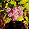 Спирея японская Голден Джек, С2