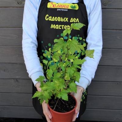 Саженцы Пузыреплодник Наггет оптом.