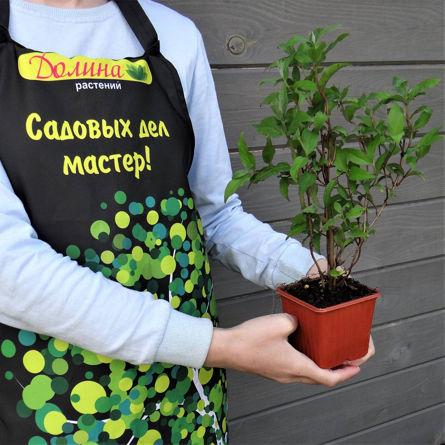 Дейция шершавая Кодселл Пинк