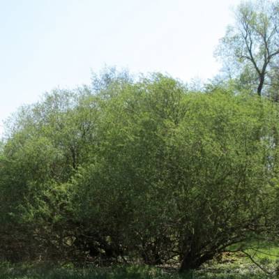 Ива пурпурная, С3