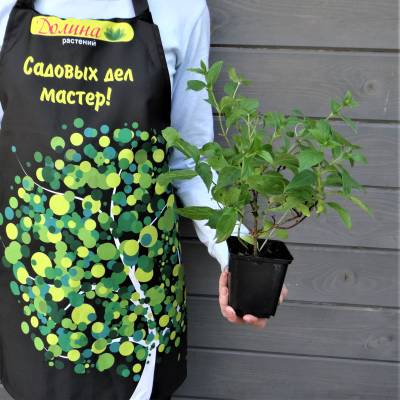 Саженцы Гортензия метельчатая Конфетти оптом.