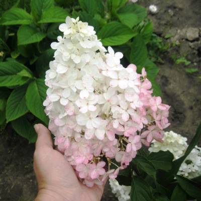 Саженцы Гортензия метельчатая Ванилла Фрейз, С1,5 оптом.