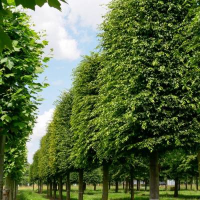 Граб обыкновенный, С3