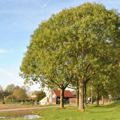 Ясень обыкновенный, С3