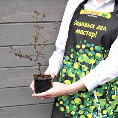 Саженцы Барбарис оттавский Суперба оптом.