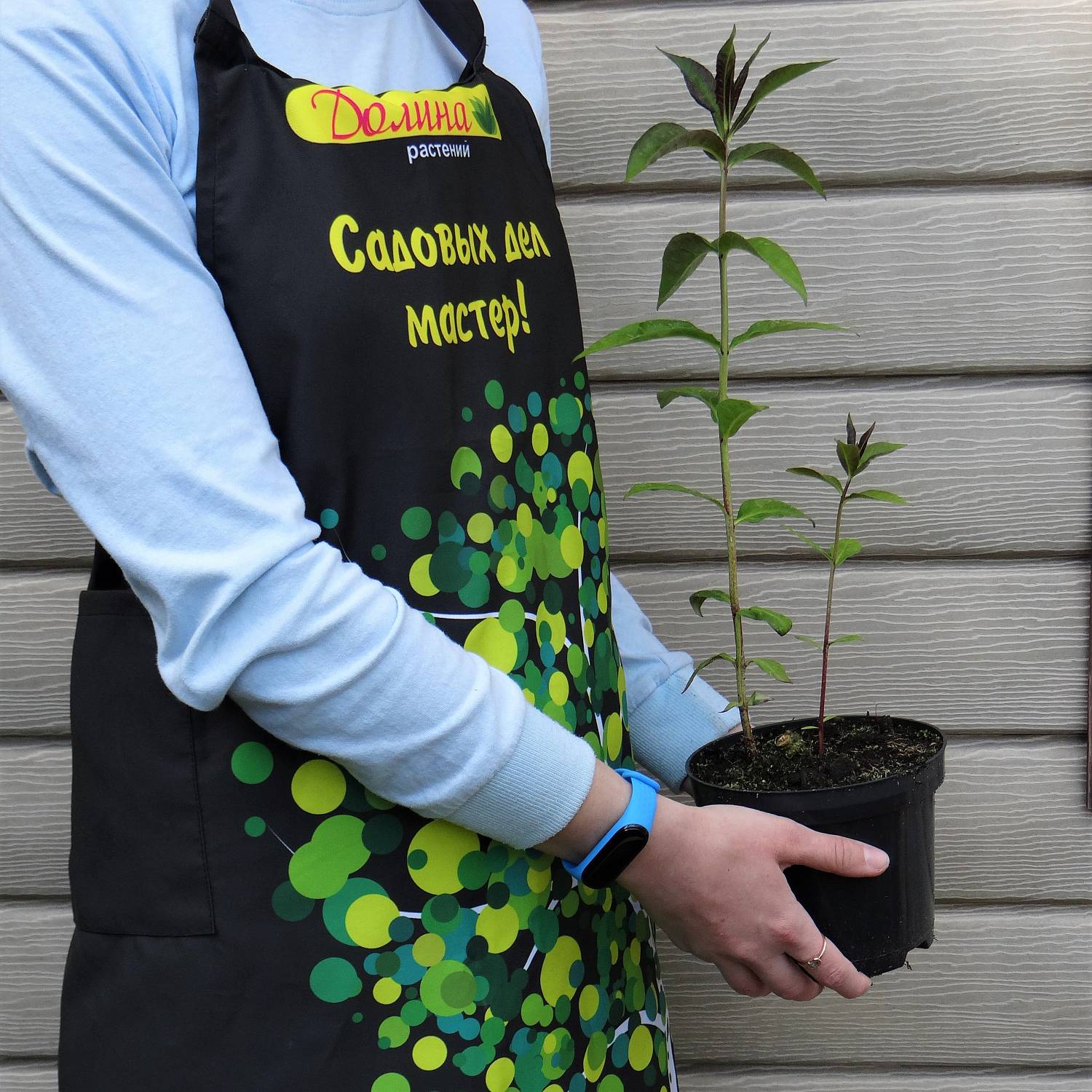 Флокс метельчатый Блю Бой