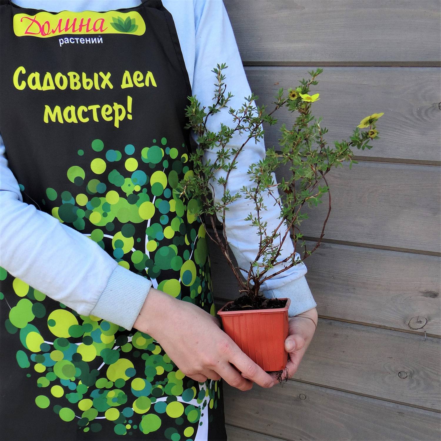 Саженцы Лапчатка кустарниковая Лонгакр оптом.