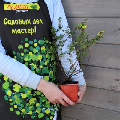 Саженцы Лапчатка кустарниковая Лонгакр оптом.