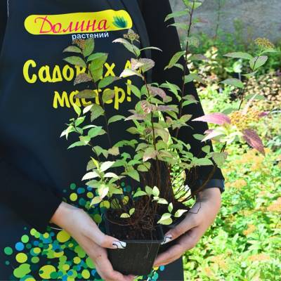 Саженцы Спирея японская Файерлайт, С1 оптом.
