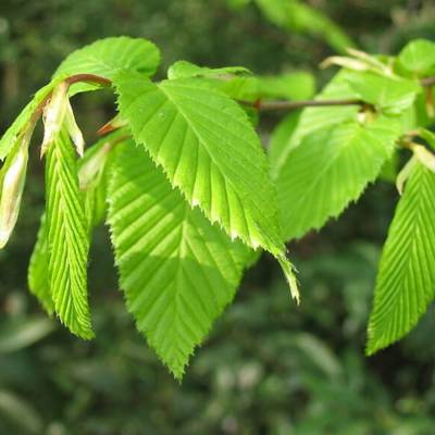 Граб обыкновенный, С3