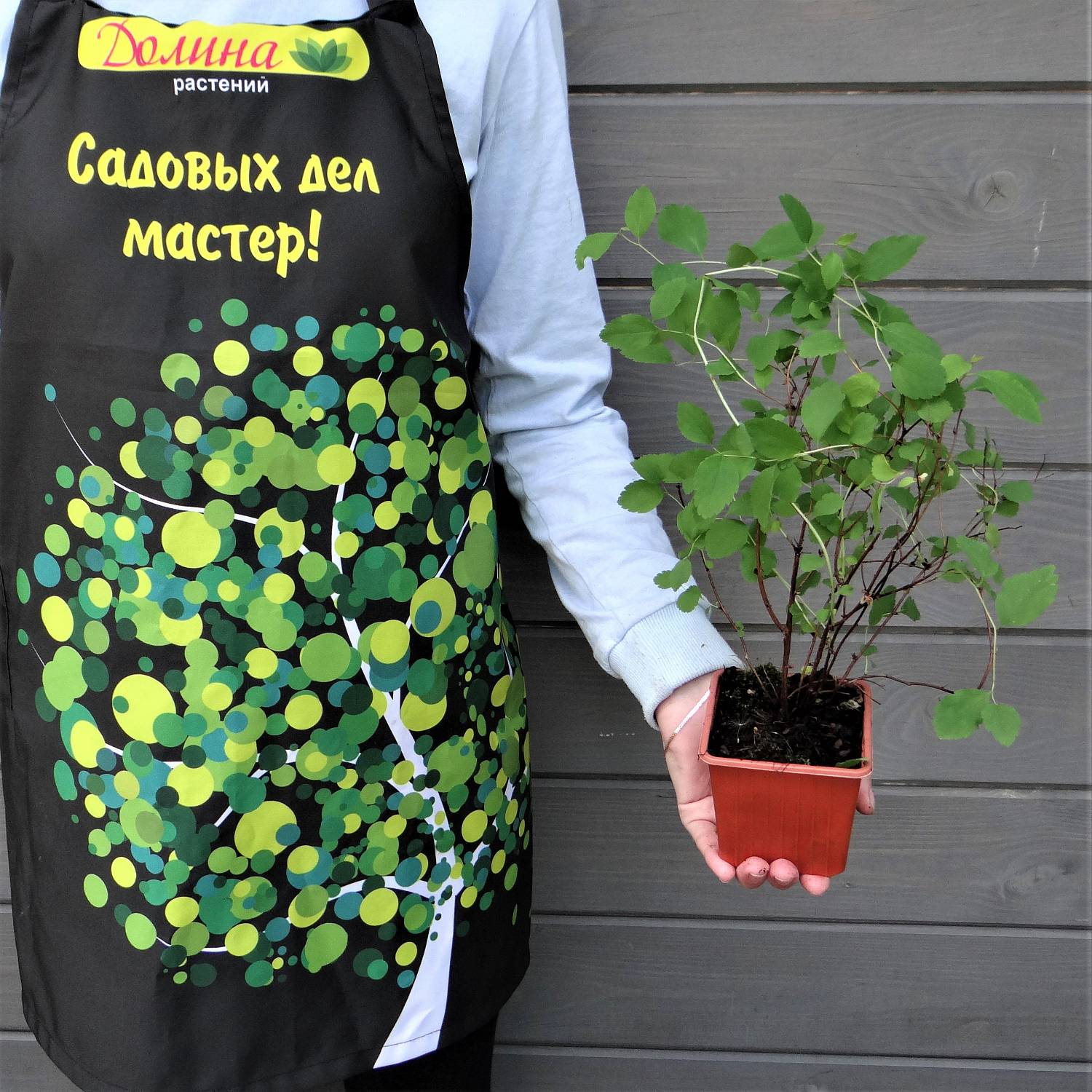 Саженцы Спирея японская Оденсала, С2 оптом.