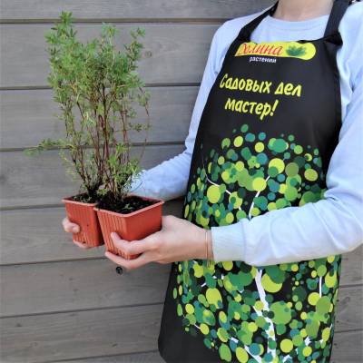 Лапчатка кустарниковая Элизабет
