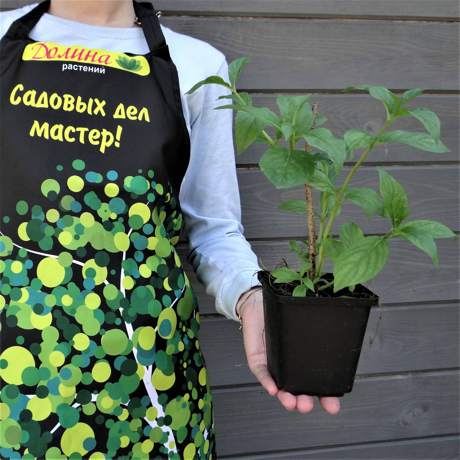 Саженцы Вейгела Бристол Руби, С3 оптом.