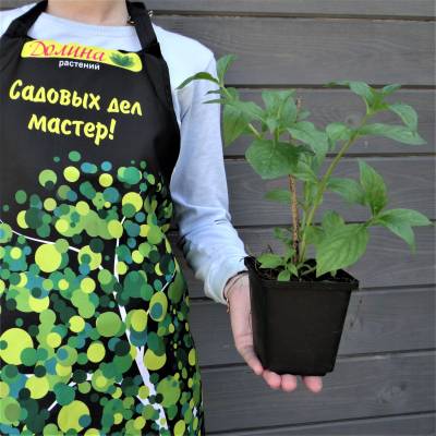 Саженцы Вейгела Бристол Руби, С3 оптом.