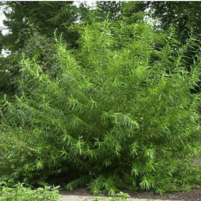 Ива прутовидная, С3