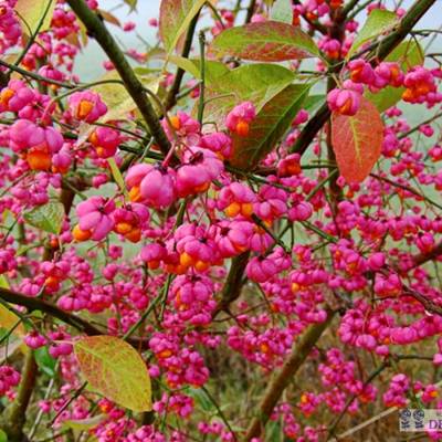 Бересклет крылатый, С3