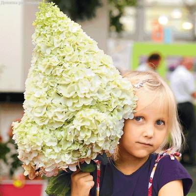 Саженцы Гортензия метельчатая Полар Бэр оптом.
