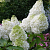 Гортензия метельчатая Мэджикал Мунлайт