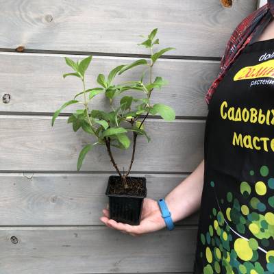 Саженцы Гортензия метельчатая Пинки Винки оптом.
