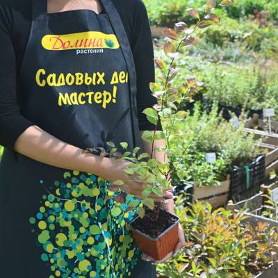 Спирея сливолистная Голдфайер