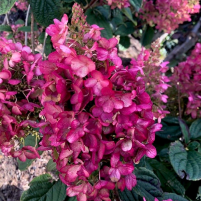 Гортензия метельчатая Петит Лантерн