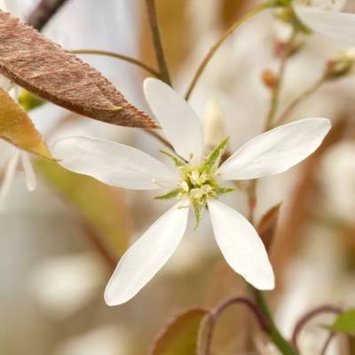 Ирга Ламарка, С3