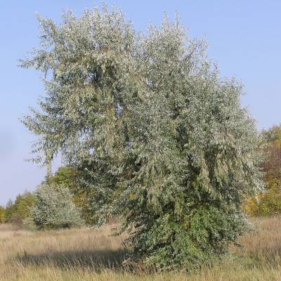 Лох узколистный, С3